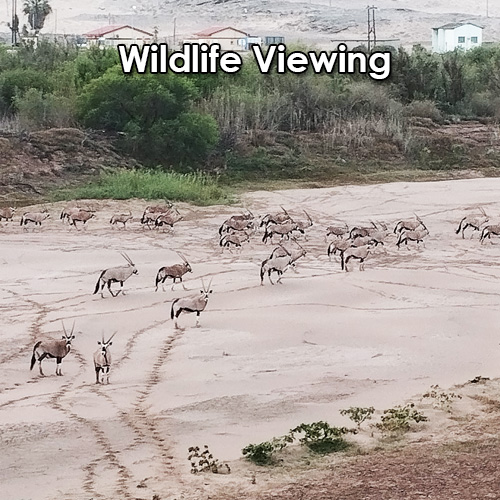 Wildlife Viewing in Oranjemund, Namibia.